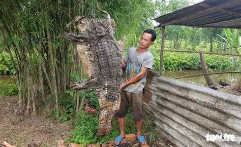 vietnamese crocodile skin farm